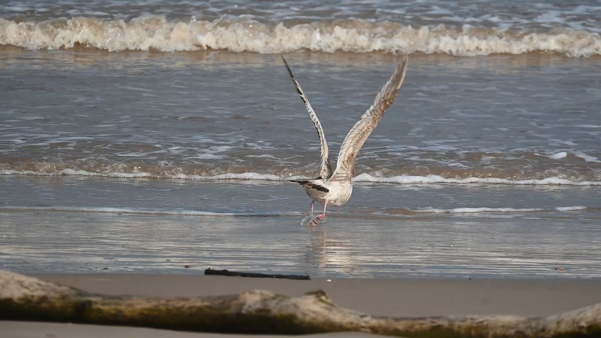 American Herring Gull - ML636030424