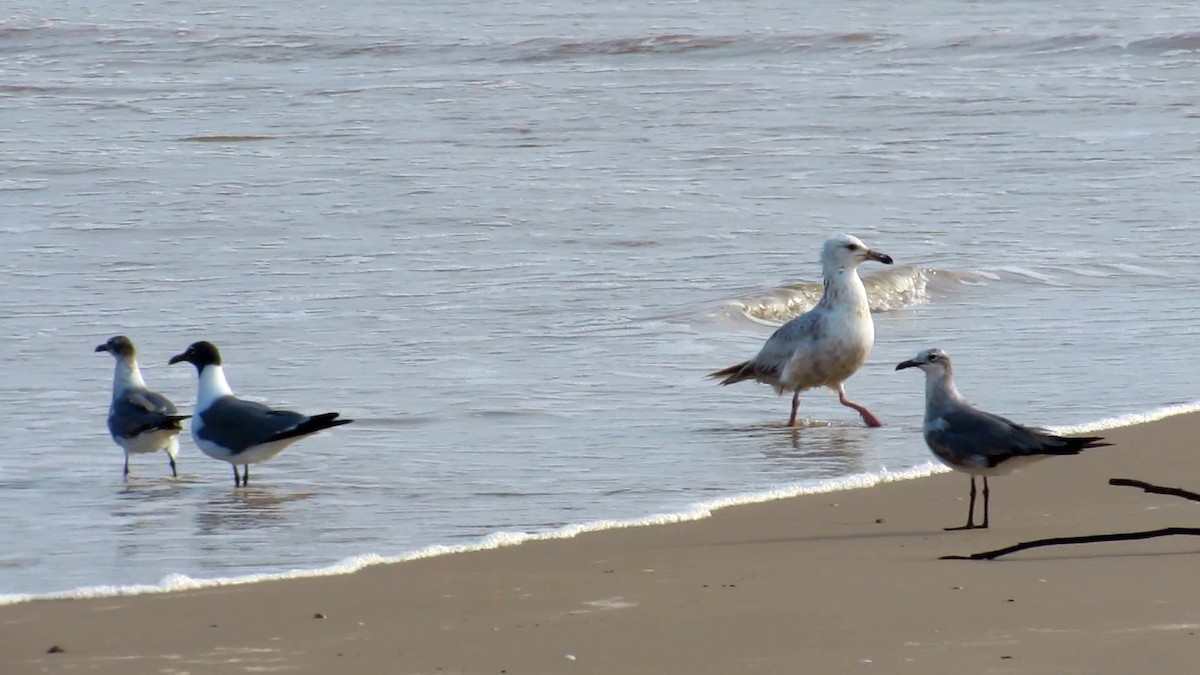 American Herring Gull - ML636030425