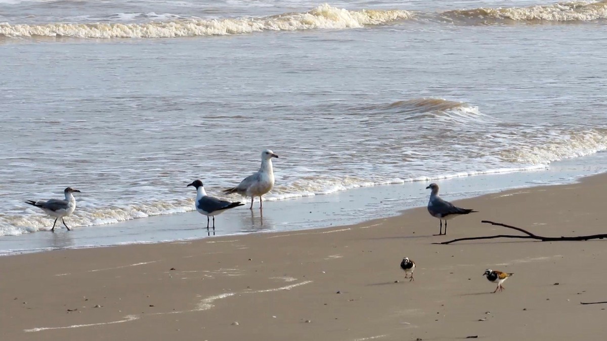 American Herring Gull - ML636030426