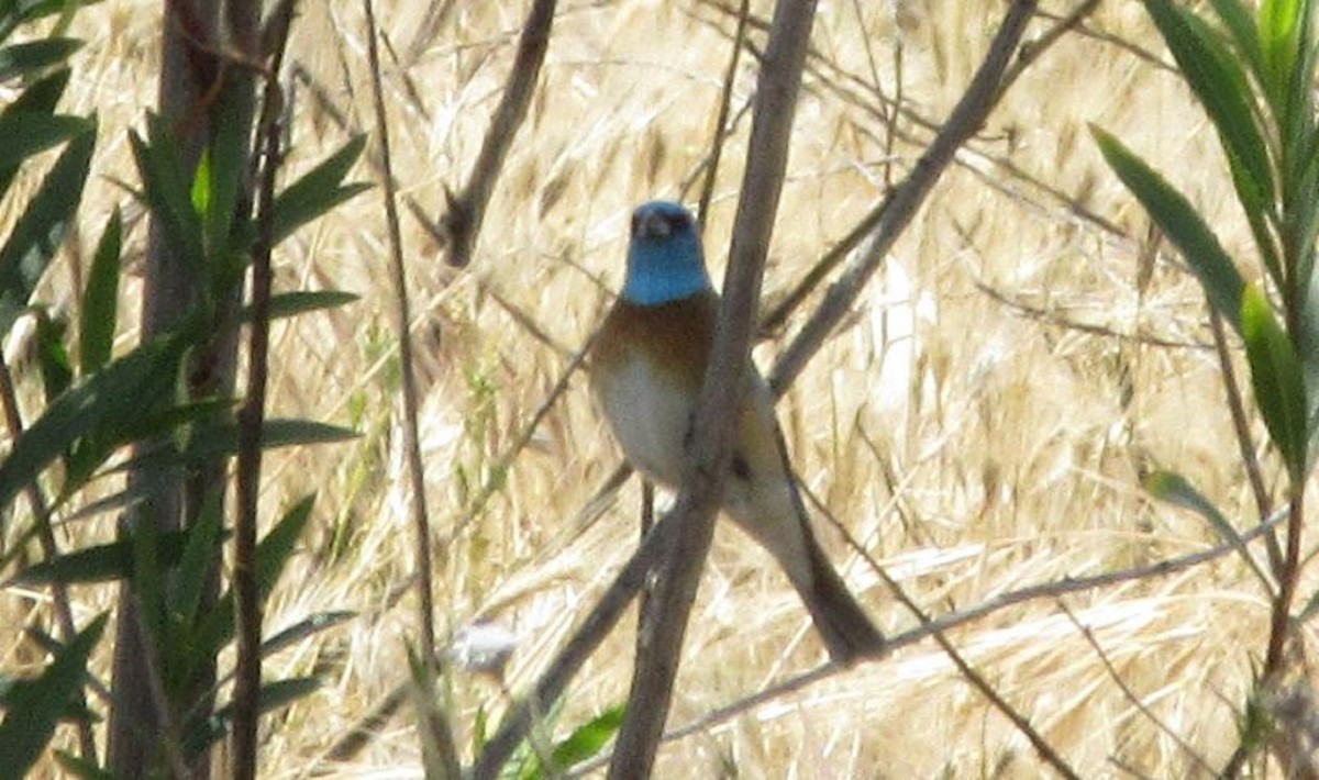Lazuli Bunting - ML636030472