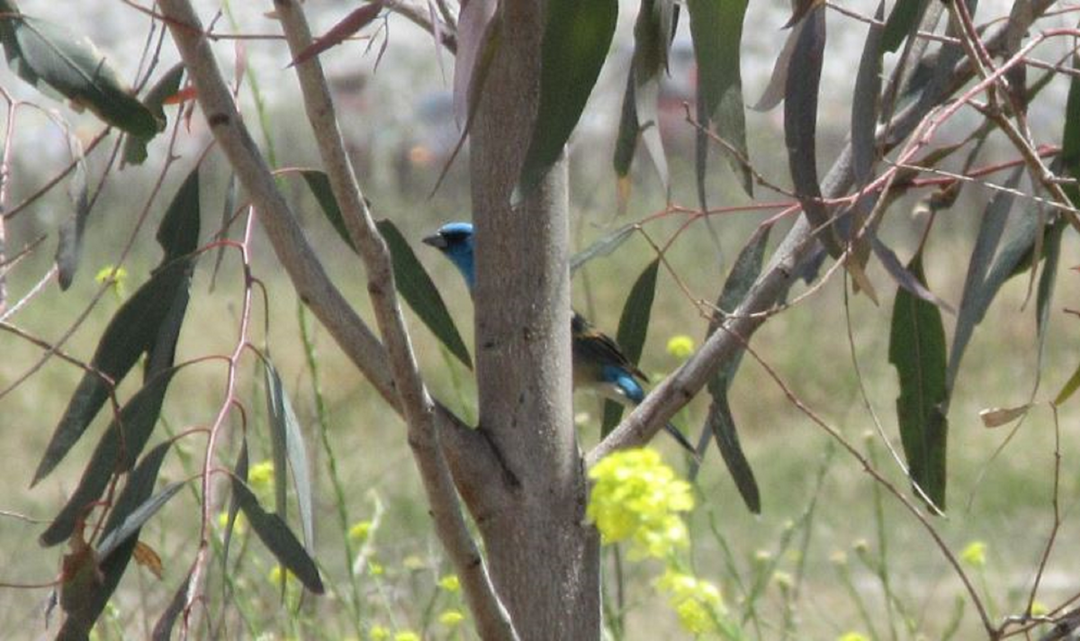 Lazuli Bunting - ML636030473