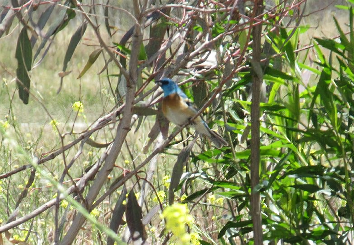 Lazuli Bunting - ML636030475