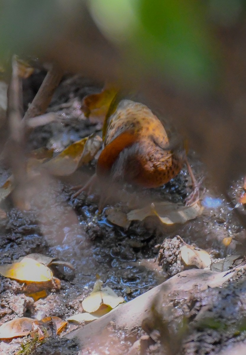 Assam Laughingthrush - ML636030480