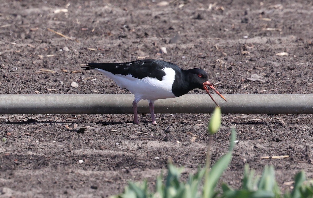 Eurasian Oystercatcher - ML636030481