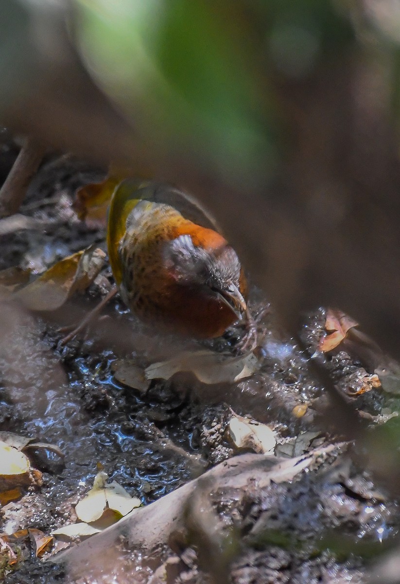 Assam Laughingthrush - ML636030482
