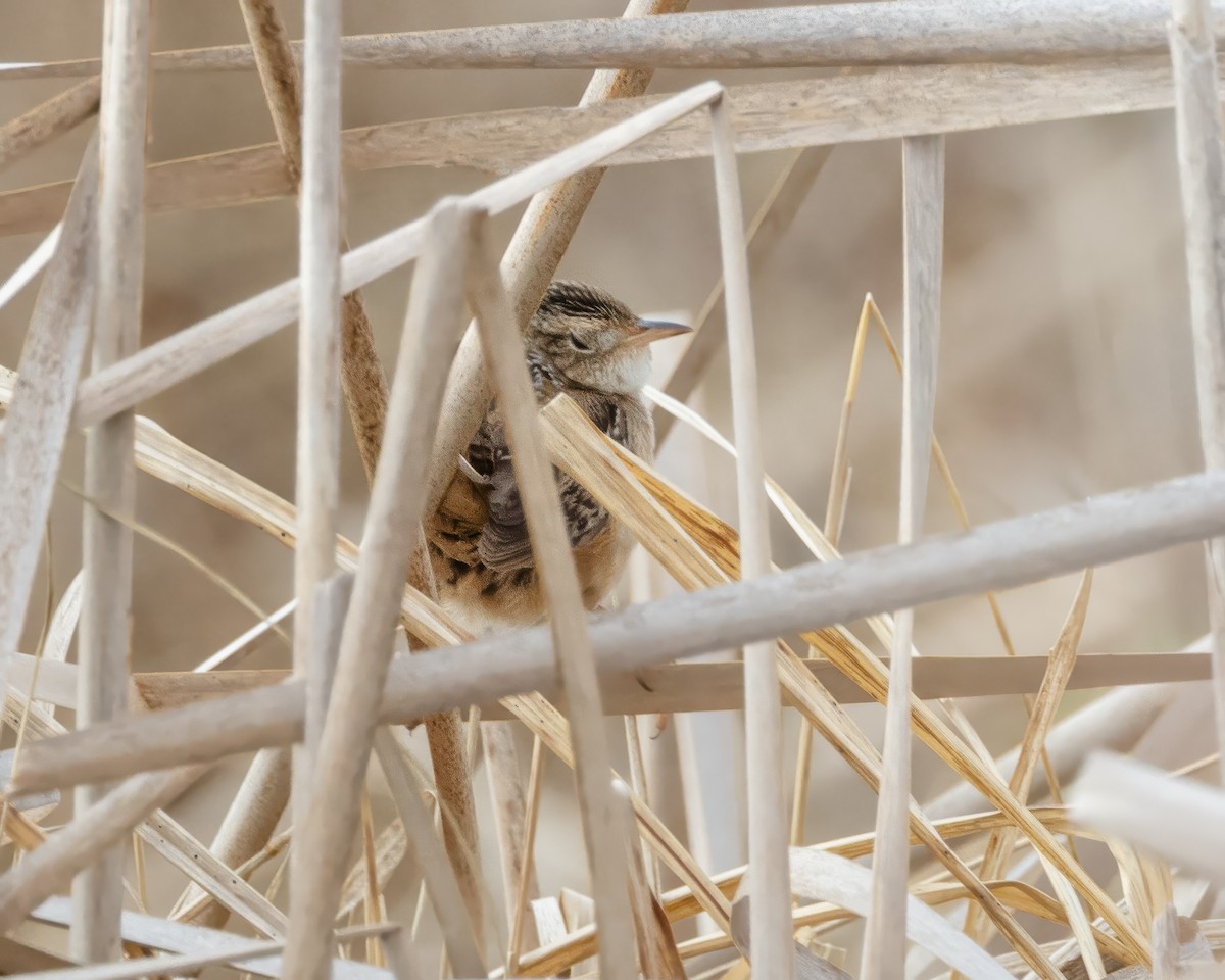 Sedge Wren - ML636030494