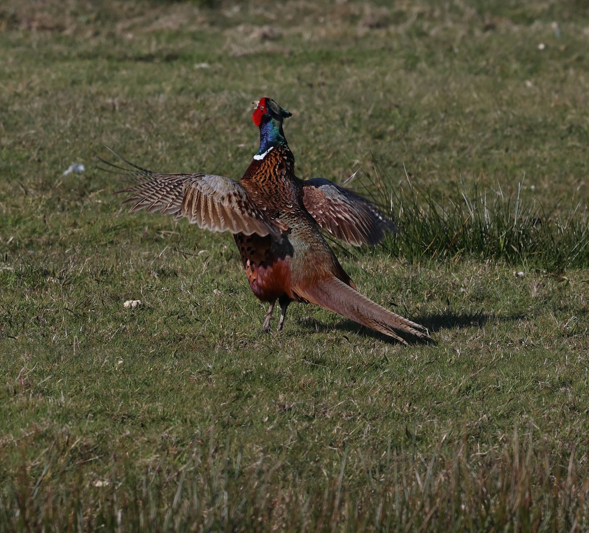 Ring-necked Pheasant - ML636030587