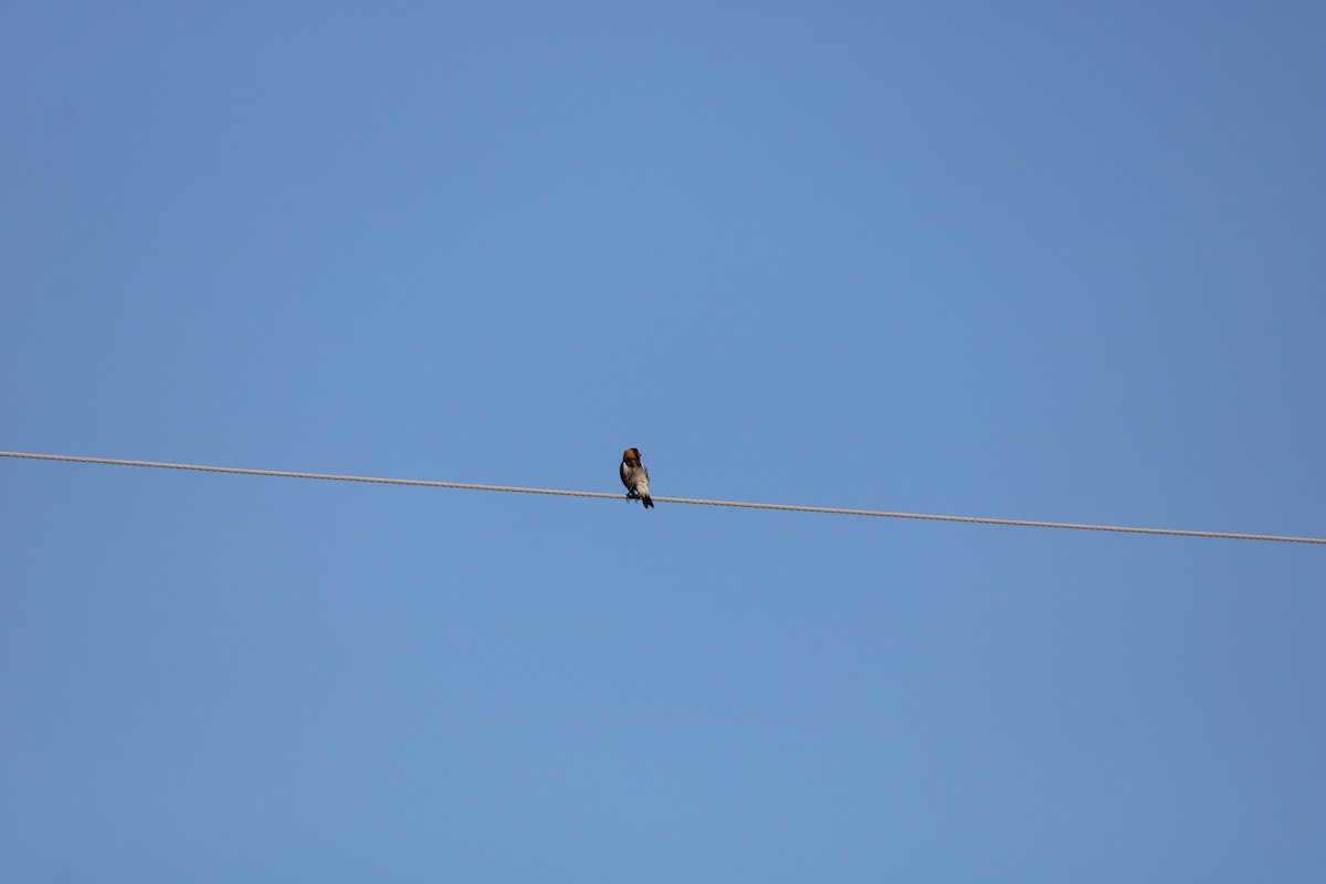 Bobolink - ML636030600