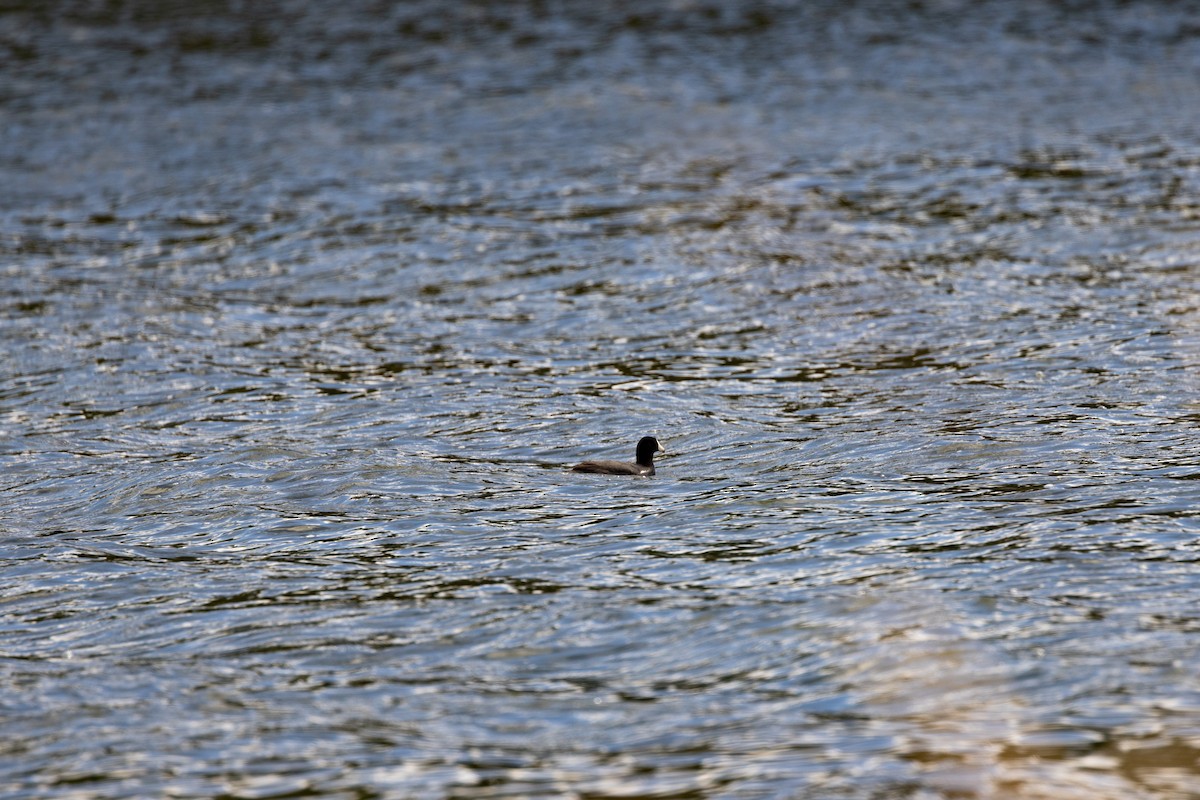 American Coot - ML636030604