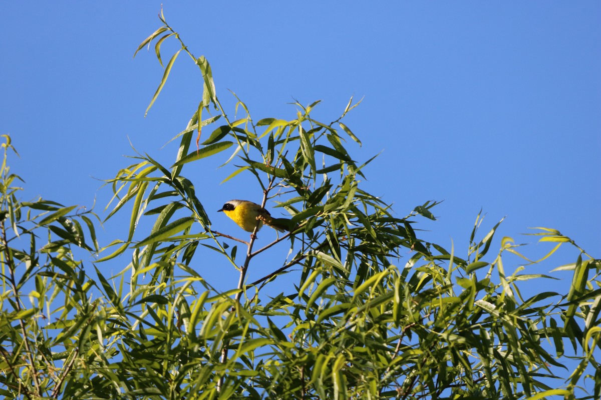 Common Yellowthroat - ML636030633