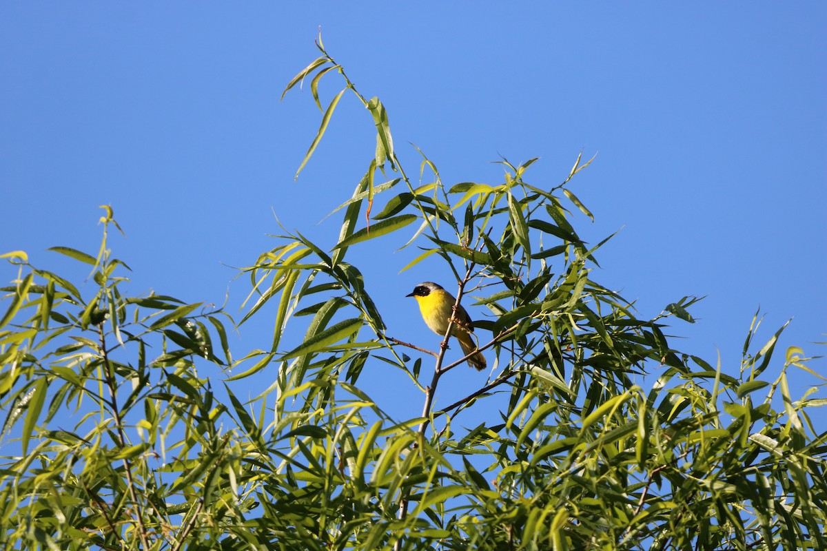Common Yellowthroat - ML636030634