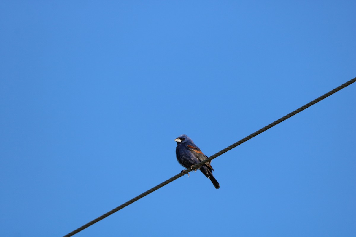 Blue Grosbeak - ML636030655