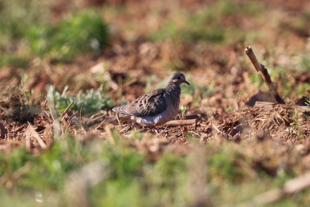 Mourning Dove - ML636030677