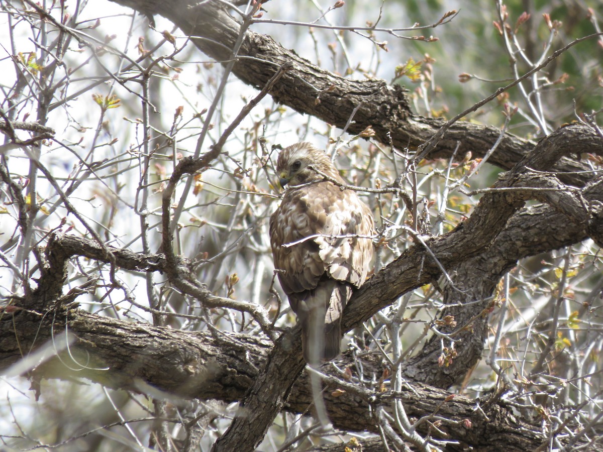Broad-winged Hawk - ML636030741