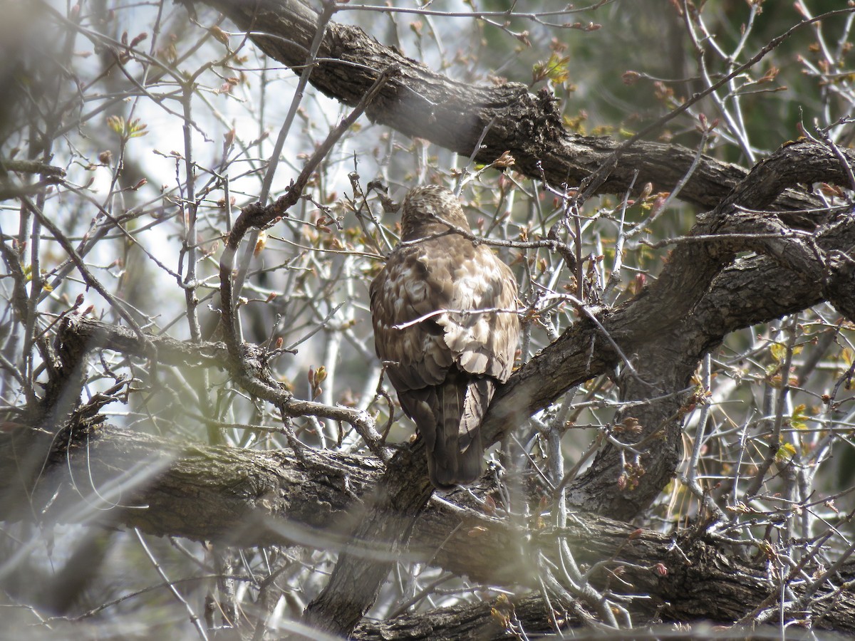 Broad-winged Hawk - ML636030742