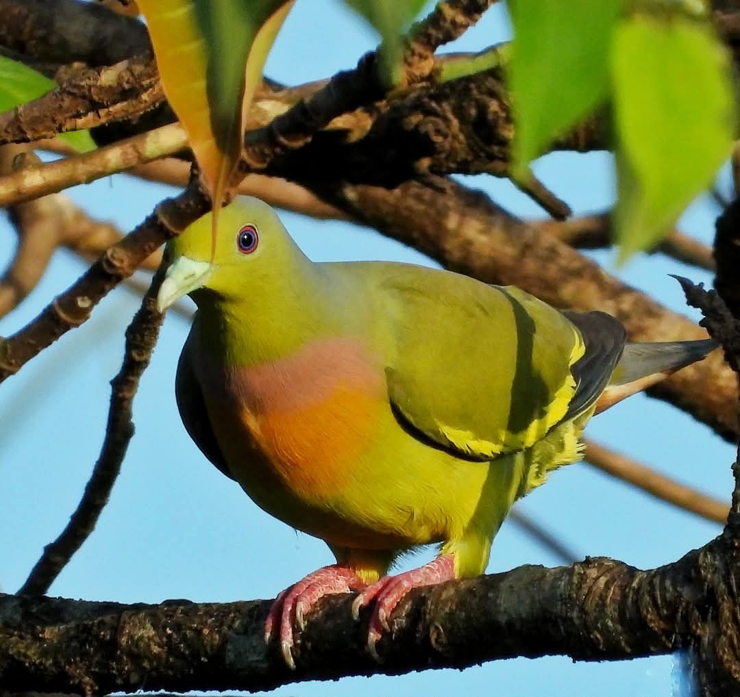 Orange-breasted Green-Pigeon - ML636030784