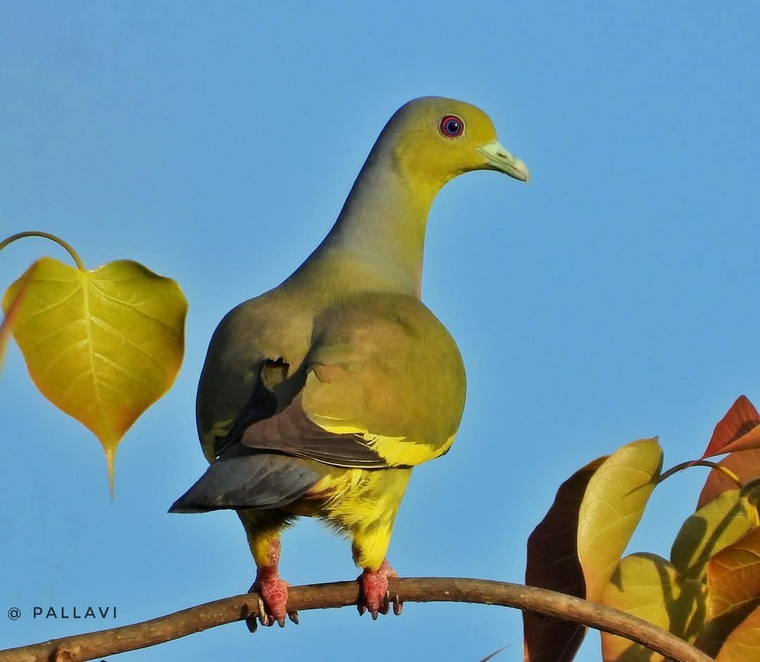 Orange-breasted Green-Pigeon - ML636030791