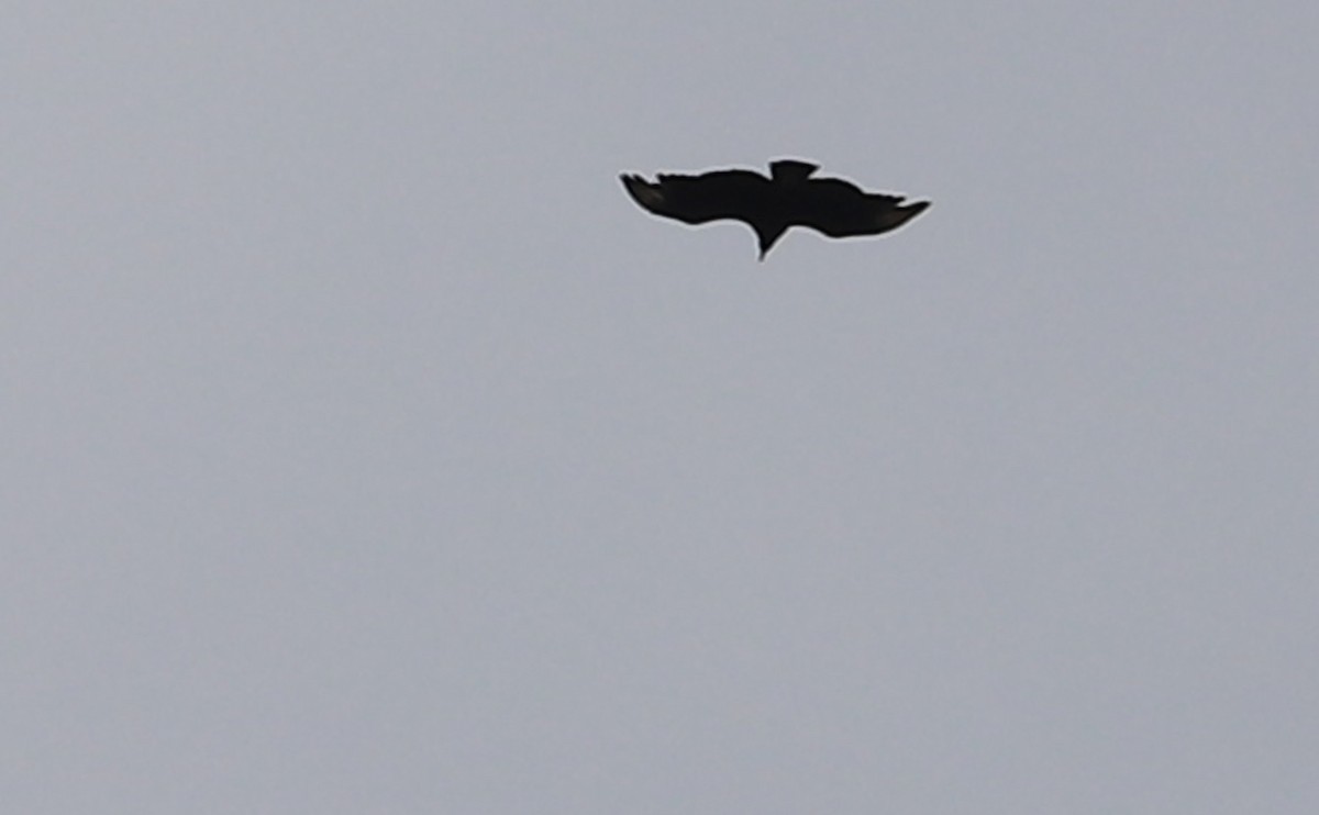 Black Vulture - ML636030817