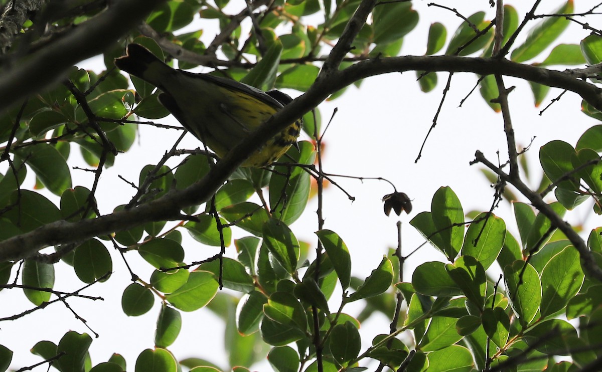 Magnolia Warbler - ML636030834