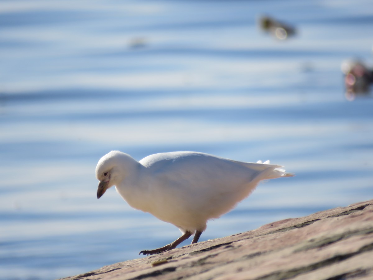 Snowy Sheathbill - ML636030925