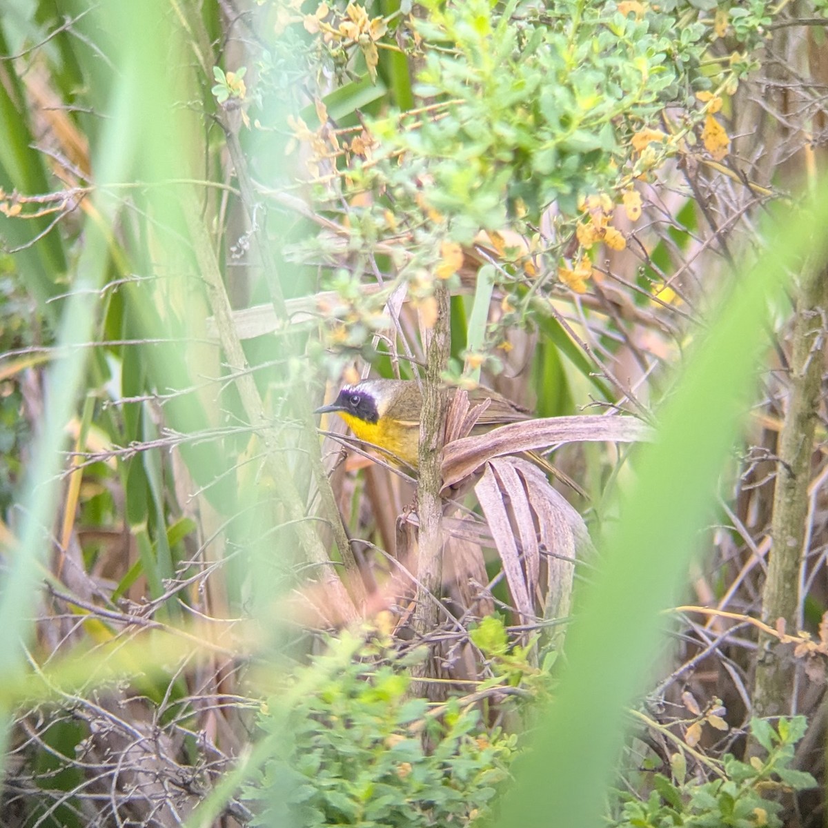 Common Yellowthroat - ML636031028
