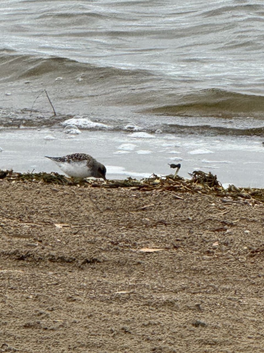 Sanderling - ML636031157