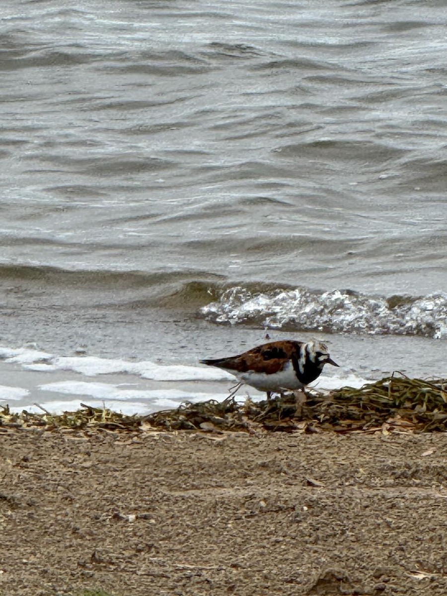 Ruddy Turnstone - ML636031162