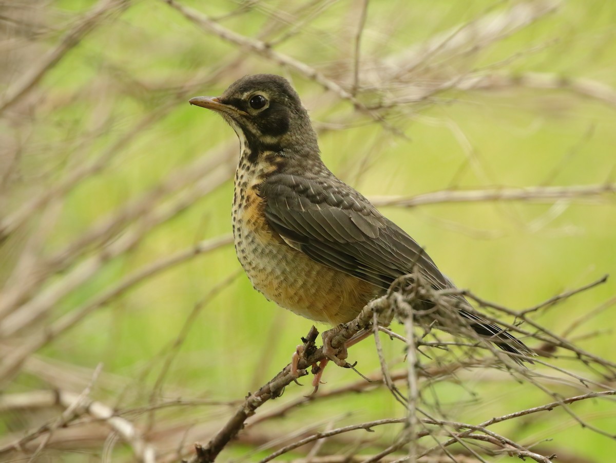 drozd stěhovavý - ML636031224