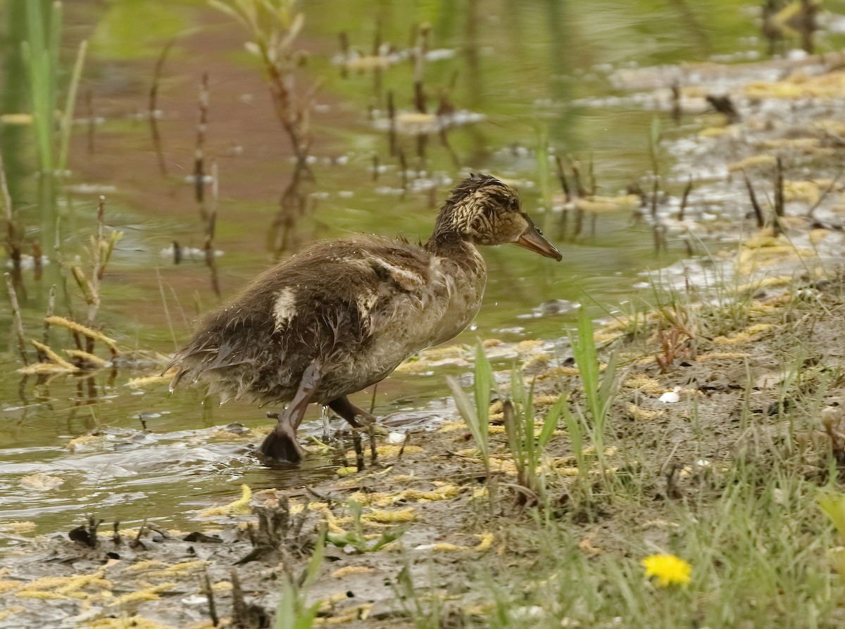 kachna divoká - ML636031255