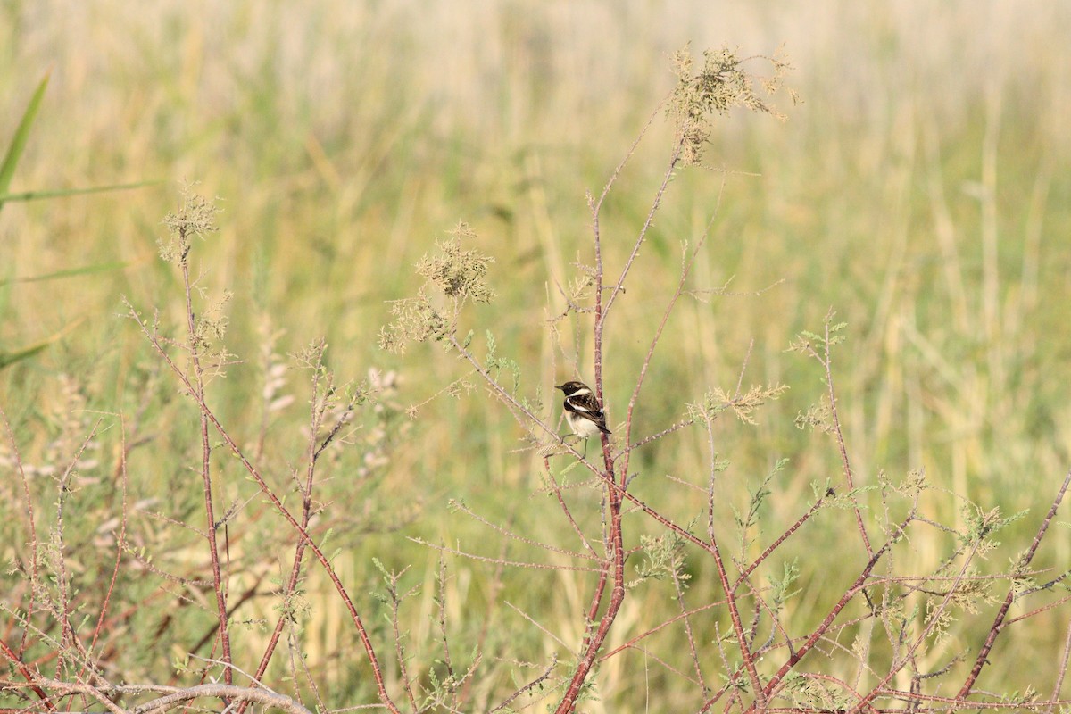 Siberian Stonechat (Caspian) - ML636031602