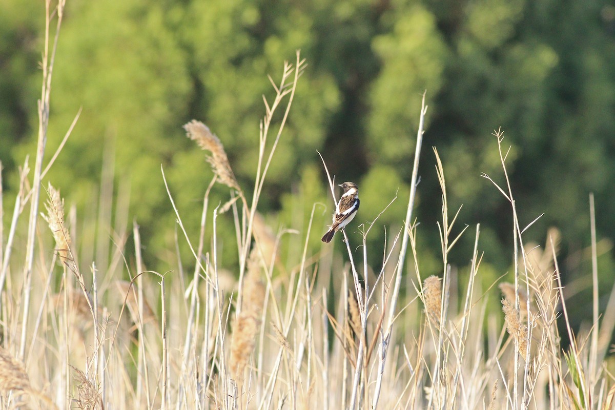 Siberian Stonechat (Caspian) - ML636031605