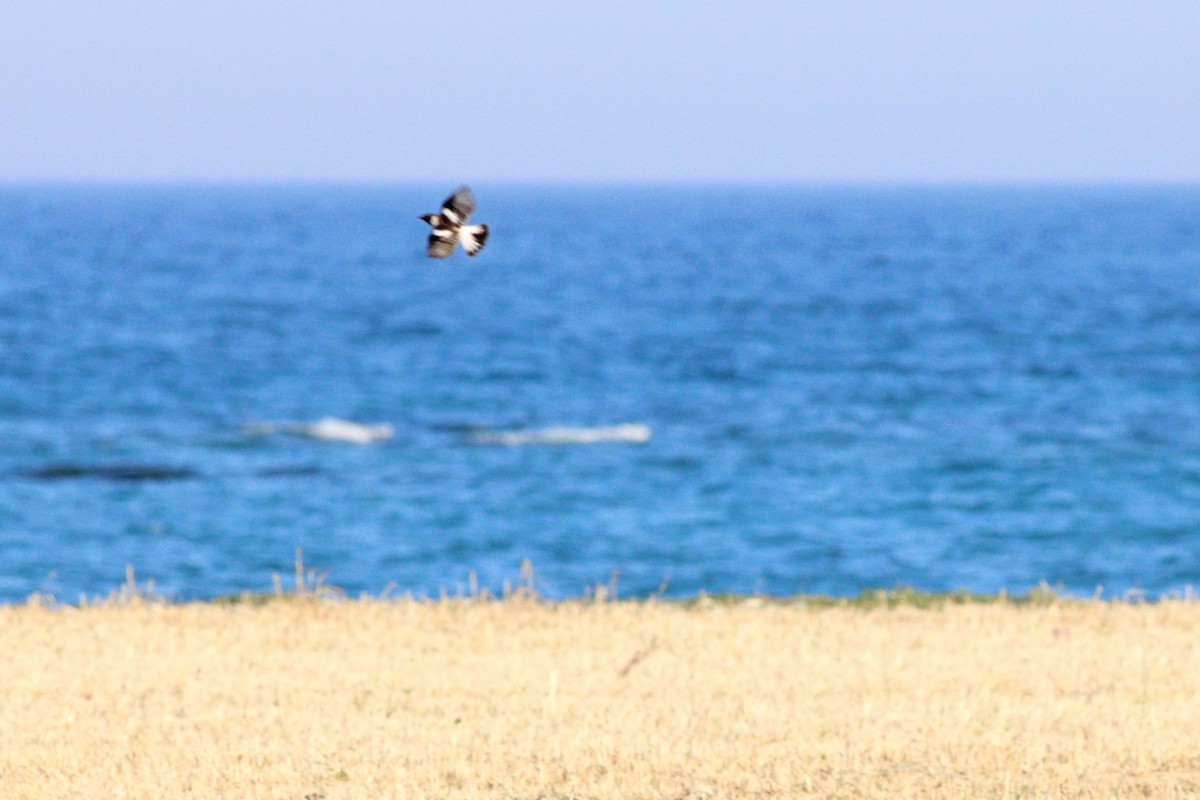 Siberian Stonechat (Caspian) - ML636031606