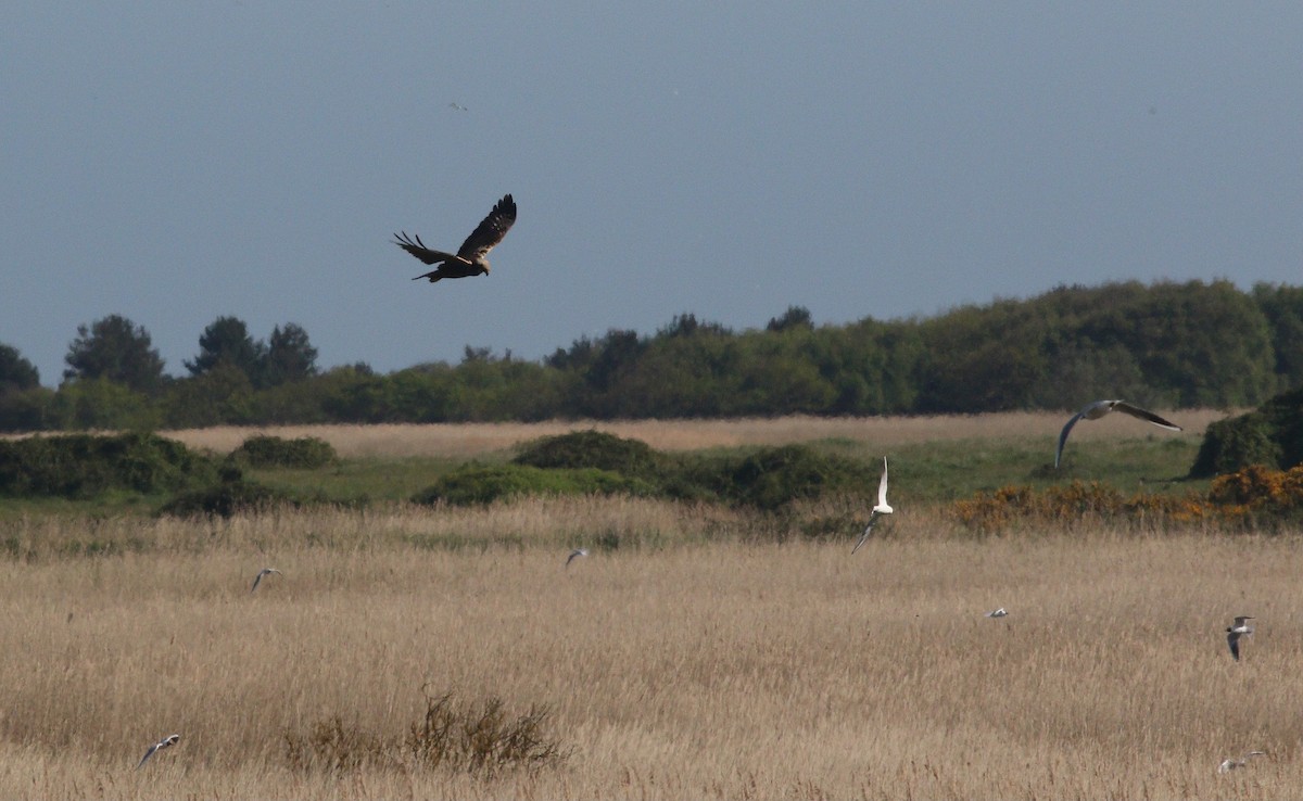 Western Marsh Harrier - ML636031797