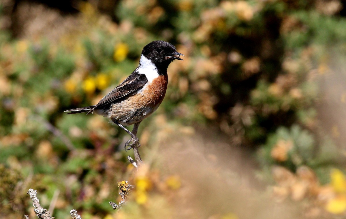 European Stonechat - ML636031818
