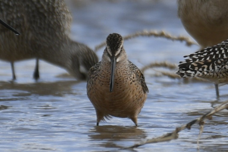 Long-billed Dowitcher - ML636031973
