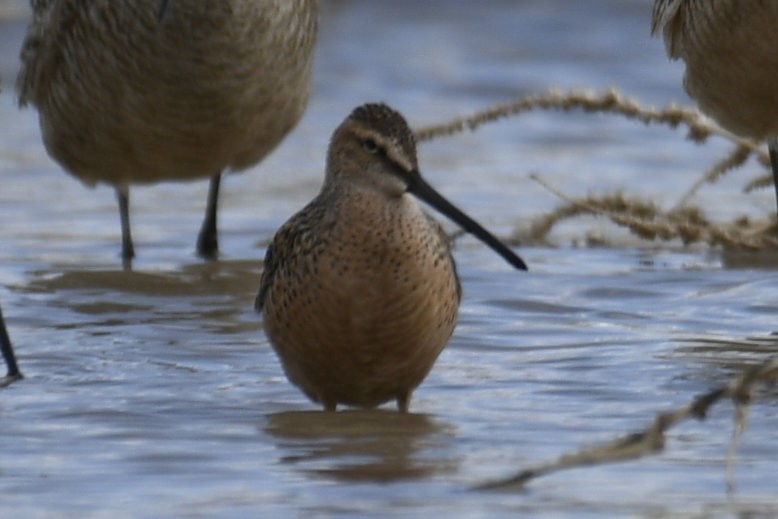Long-billed Dowitcher - ML636031974
