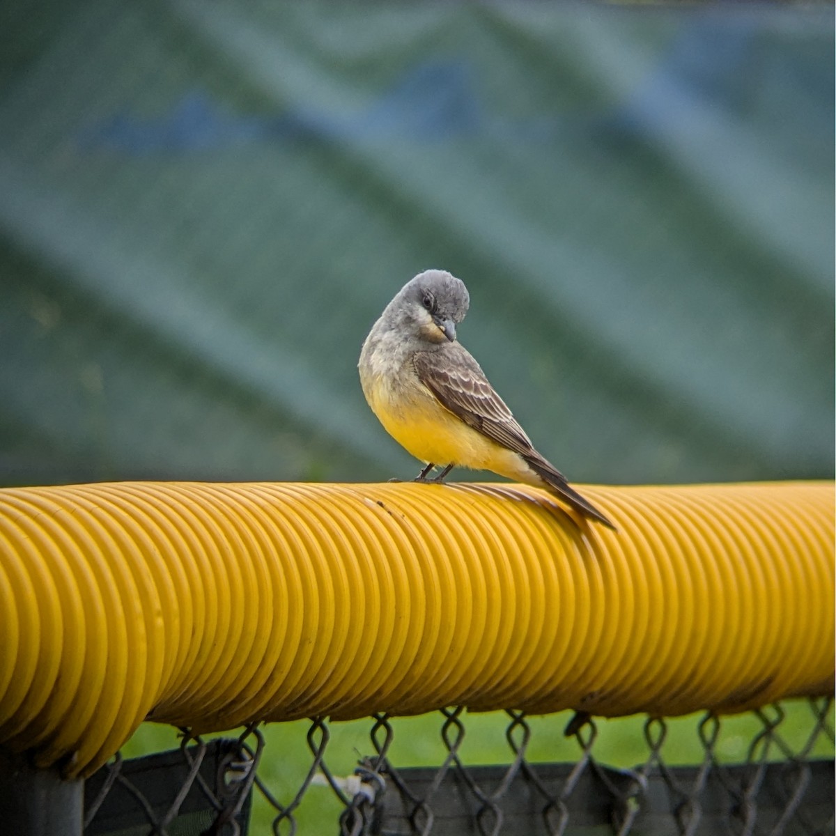 Cassin's Kingbird - ML636032104
