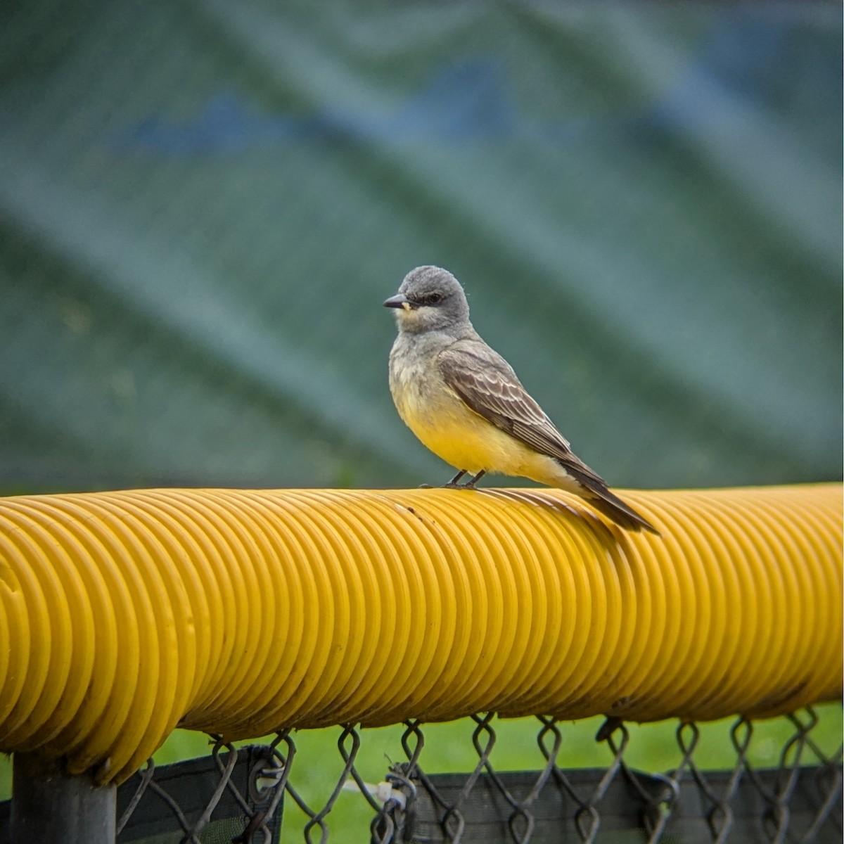 Cassin's Kingbird - ML636032113