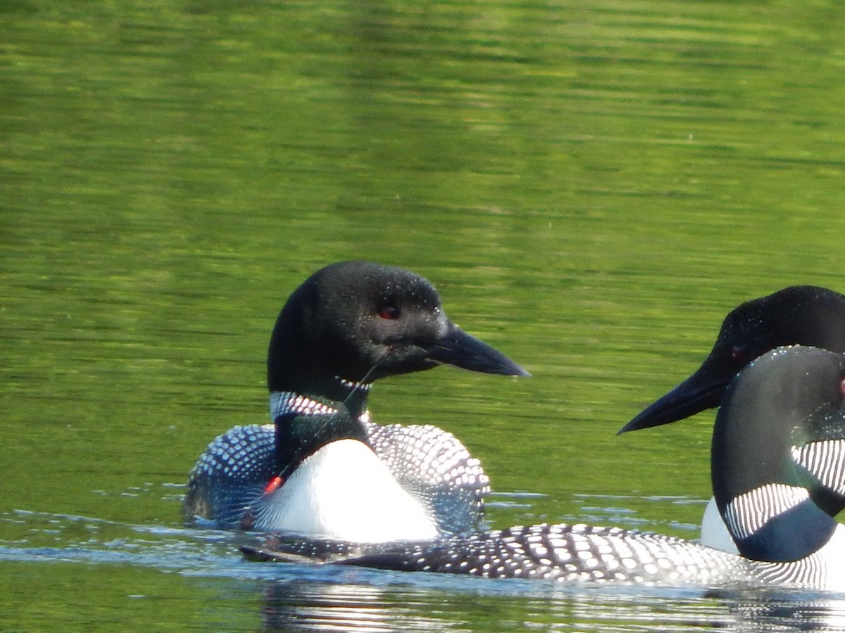 Common Loon - ML63603221