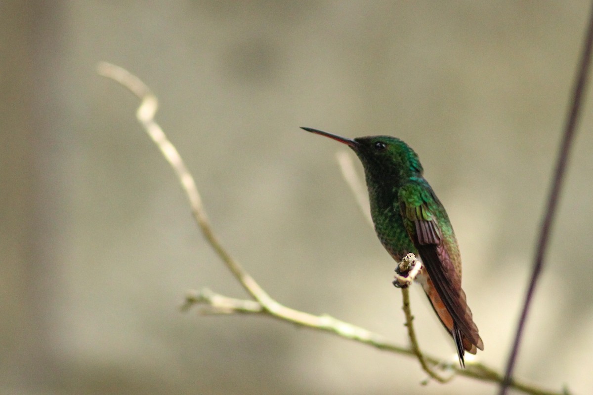 Green-bellied Hummingbird - ML636032236