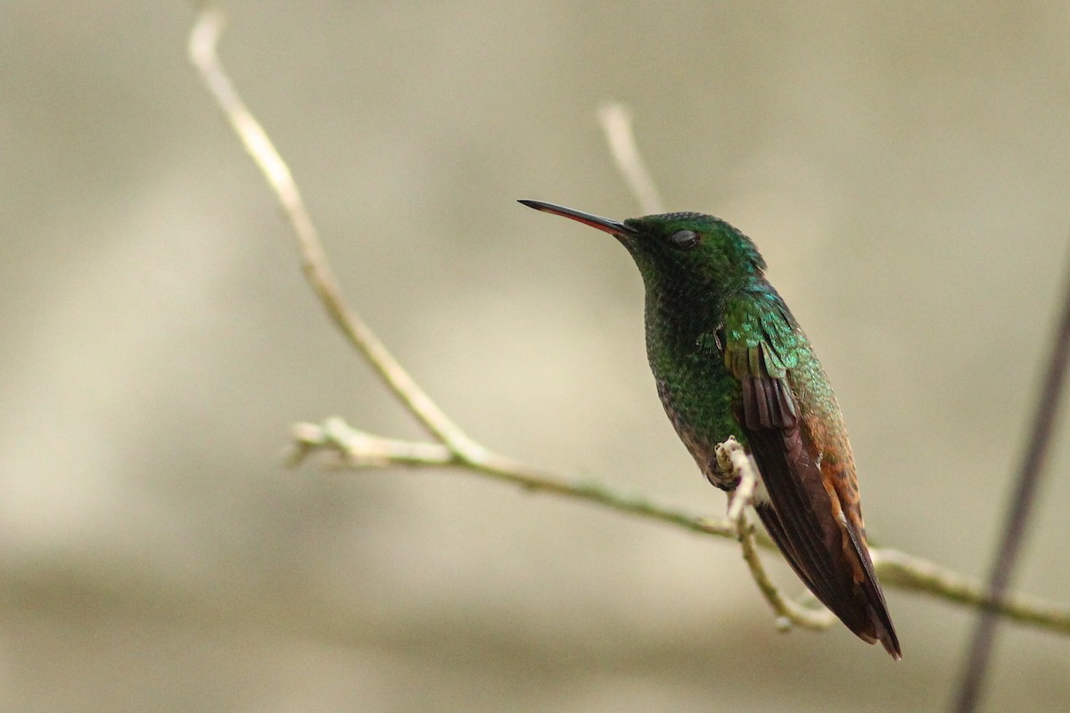 Green-bellied Hummingbird - ML636032237