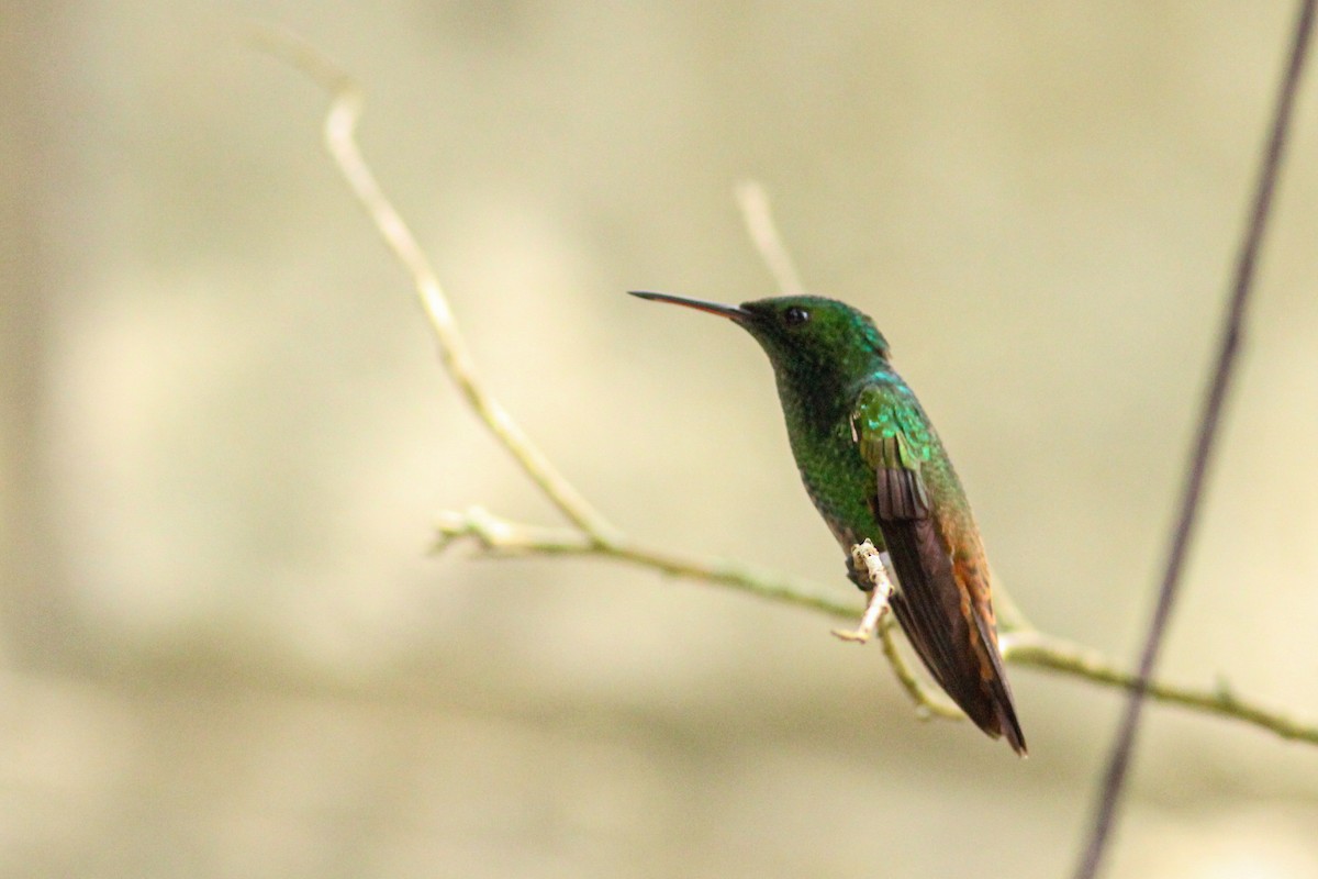 Green-bellied Hummingbird - ML636032239