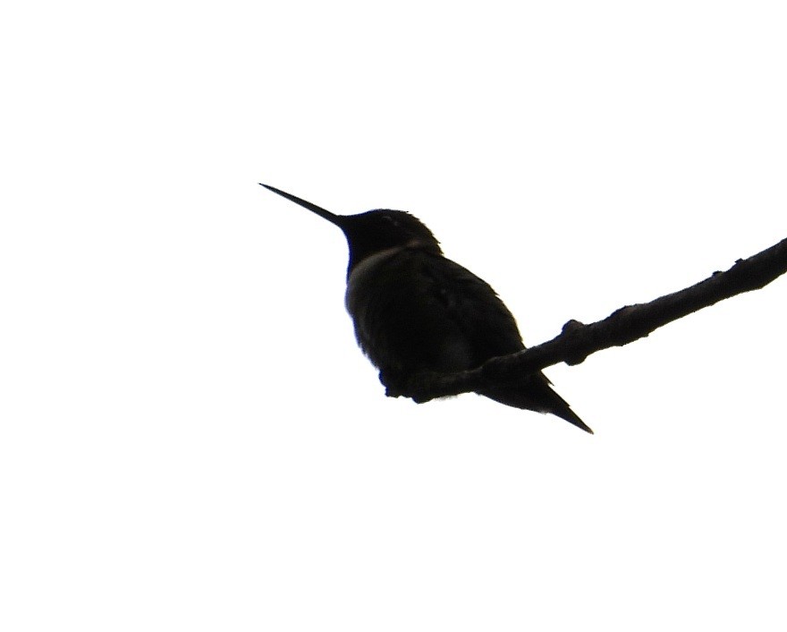Ruby-throated Hummingbird - ML636032275