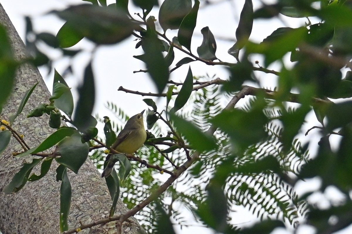 Fan-tailed Gerygone - ML636032348