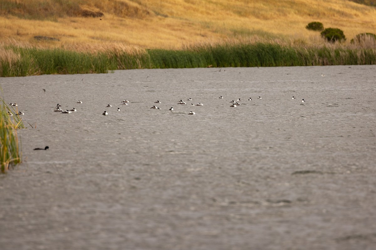 Western Grebe - ML636032360