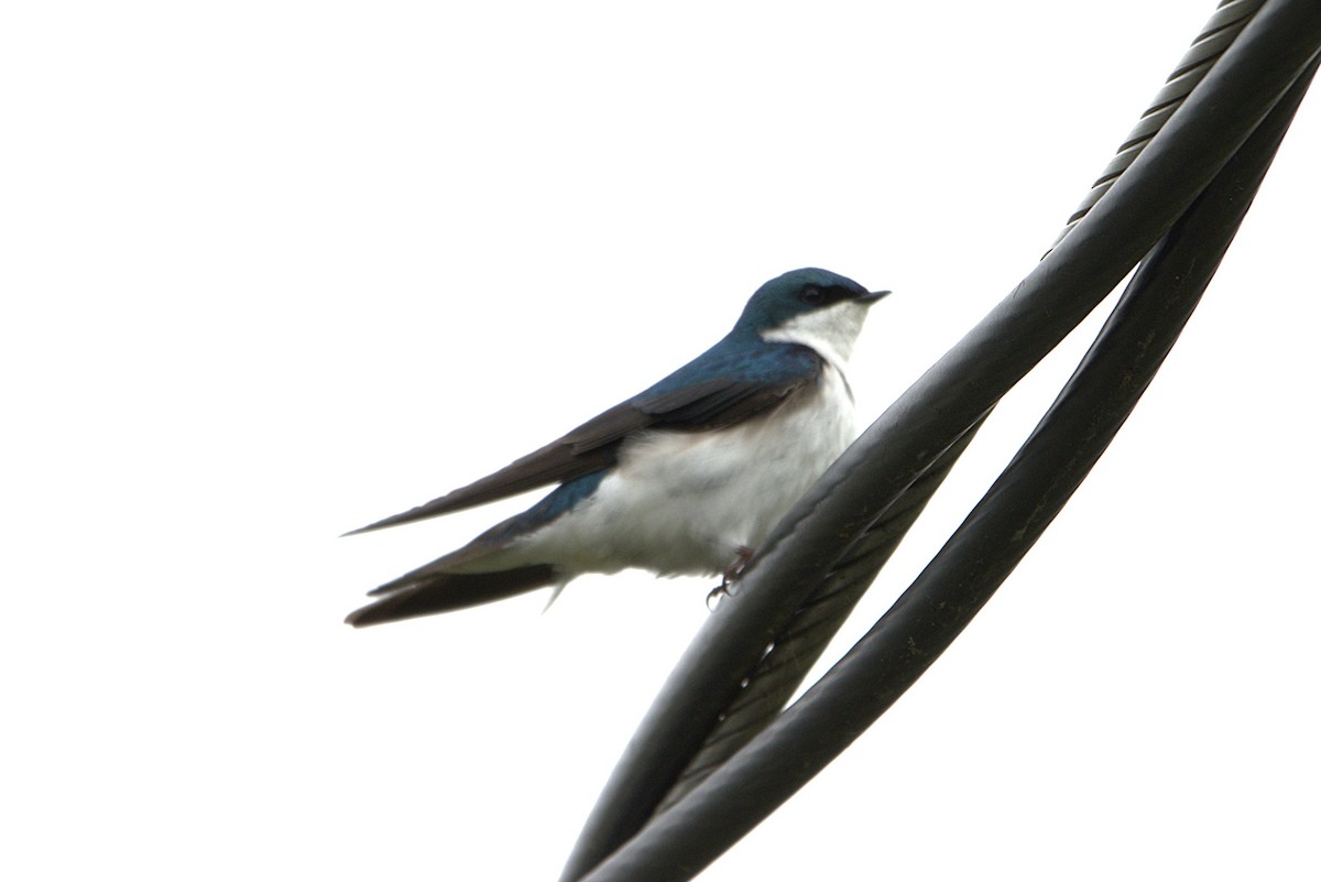 Tree Swallow - ML636032395