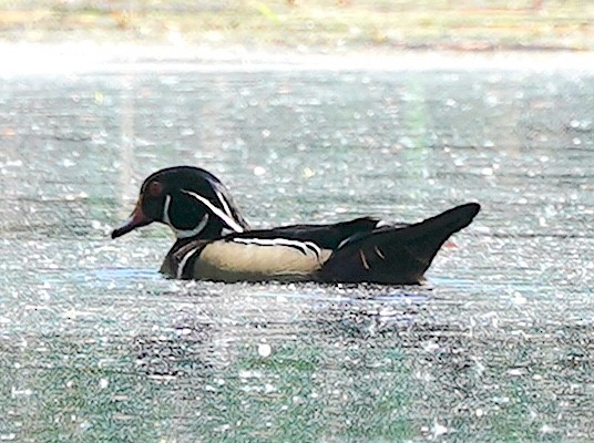 Wood Duck - ML636032627
