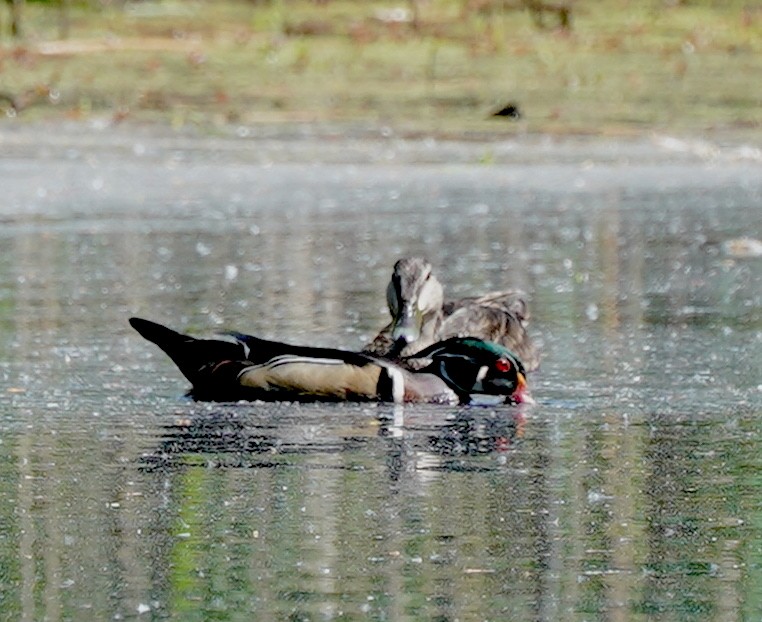 Wood Duck - ML636032628
