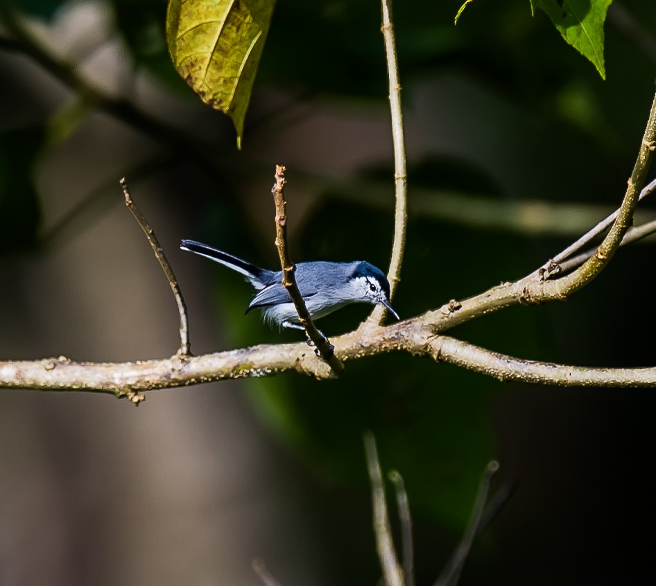 White-browed Gnatcatcher - ML636032708