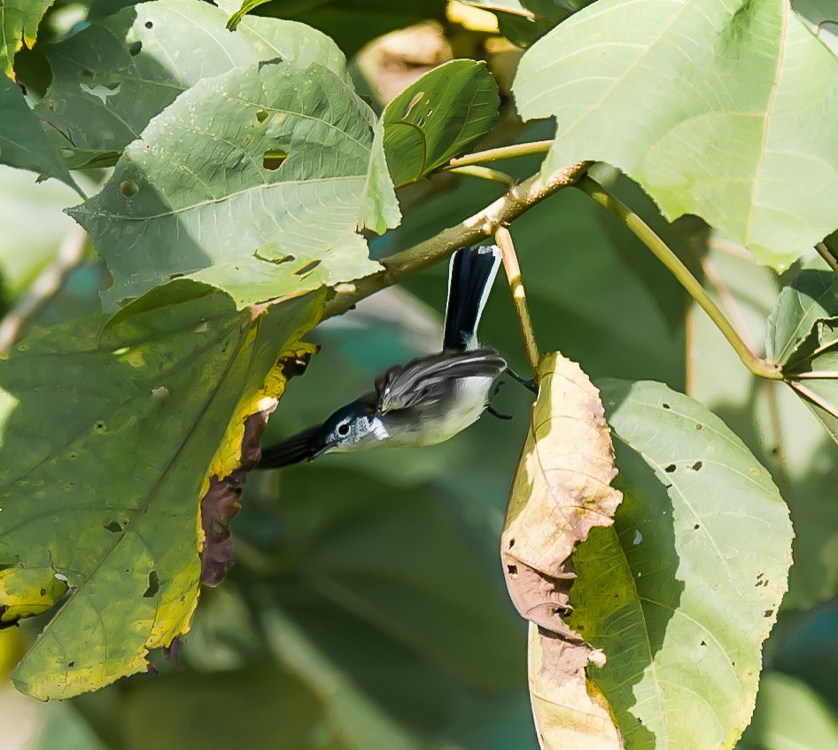 White-browed Gnatcatcher - ML636032709